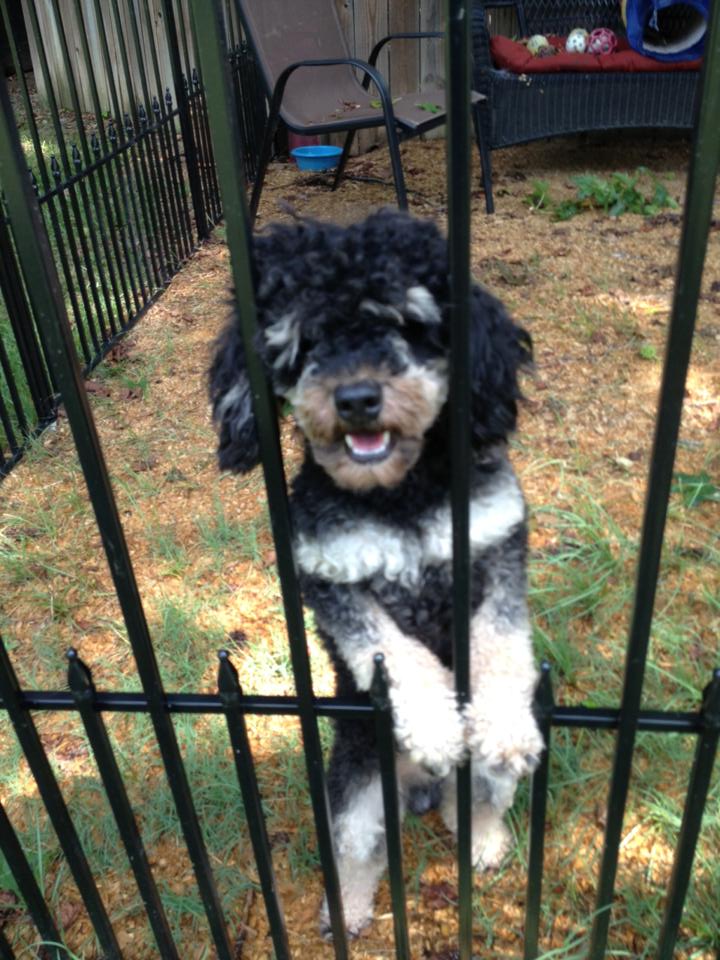 RI - REMY, an adopted Poodle in Jackson, NJ_image-2