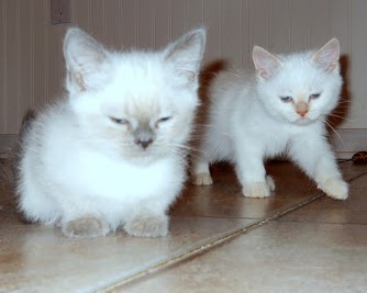 *Himalayan/Siamese Kittens 2