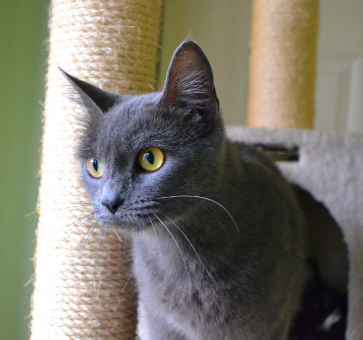 Butter Pea, an adopted Domestic Short Hair Mix in Asheville, NC_image-3