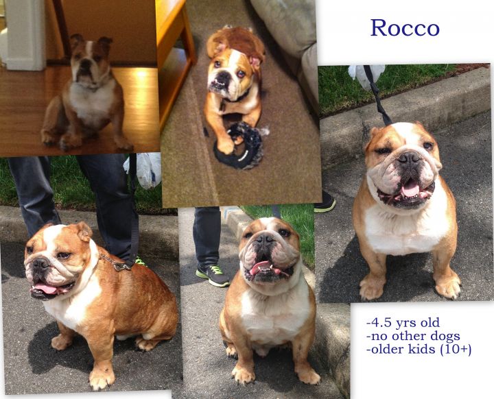 Rocco 1