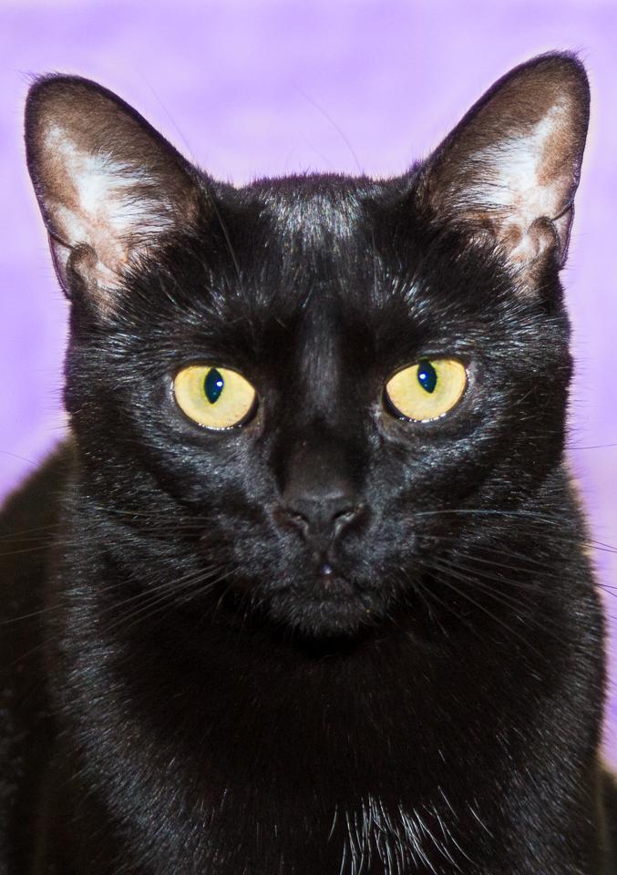 Alegra - no adoption fee, an adopted Domestic Short Hair Mix in Seville, OH_image-1