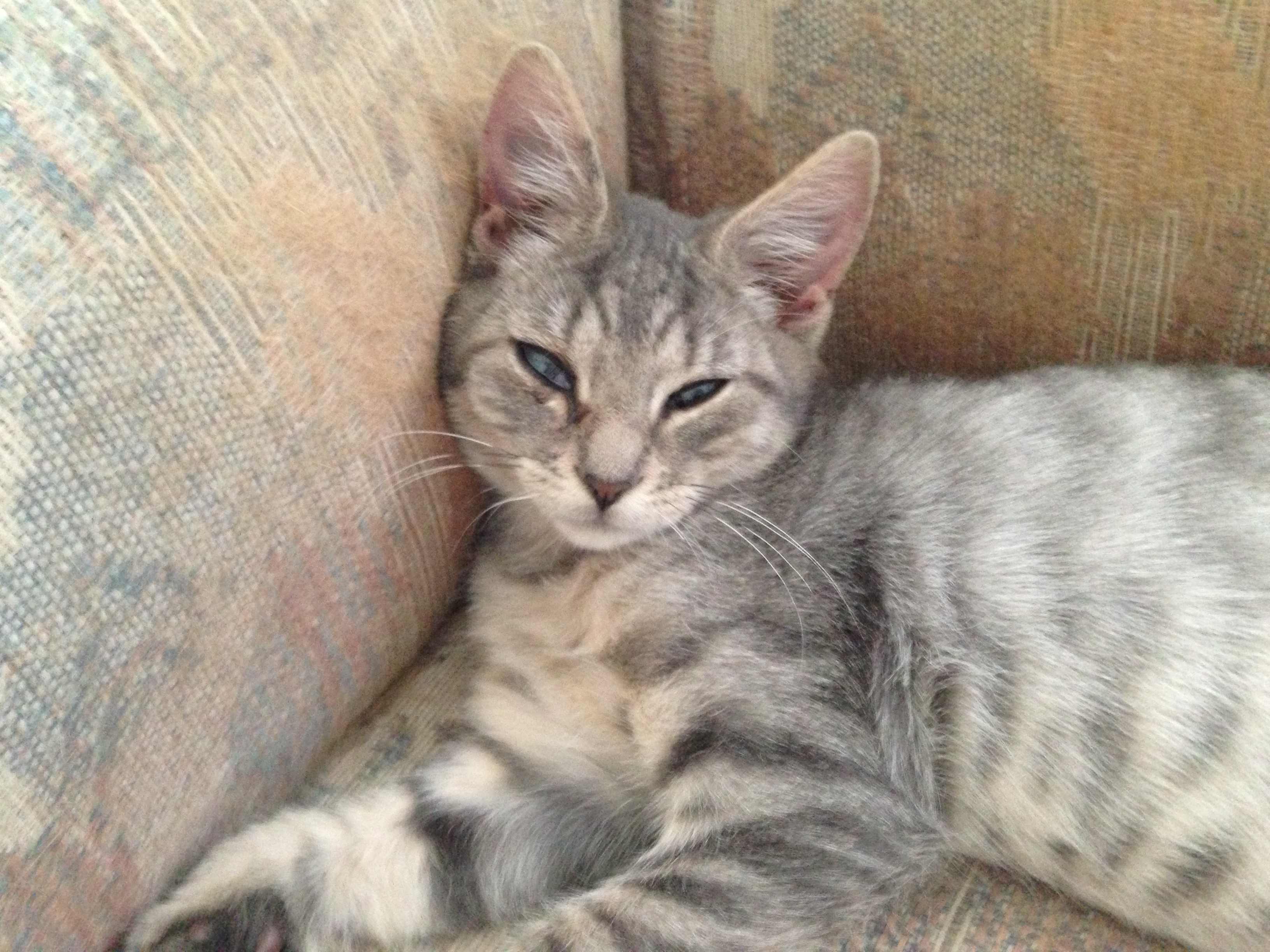 CHASE, an adoptable Domestic Short Hair, Tabby in South Plainfield, NJ, 07080 | Photo Image 1