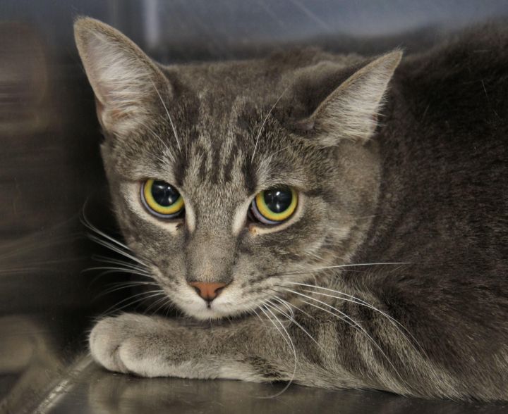 Mindy 2 - Feral kitty, an adopted Domestic Short Hair & Tabby Mix in Los Alamitos, CA_image-3