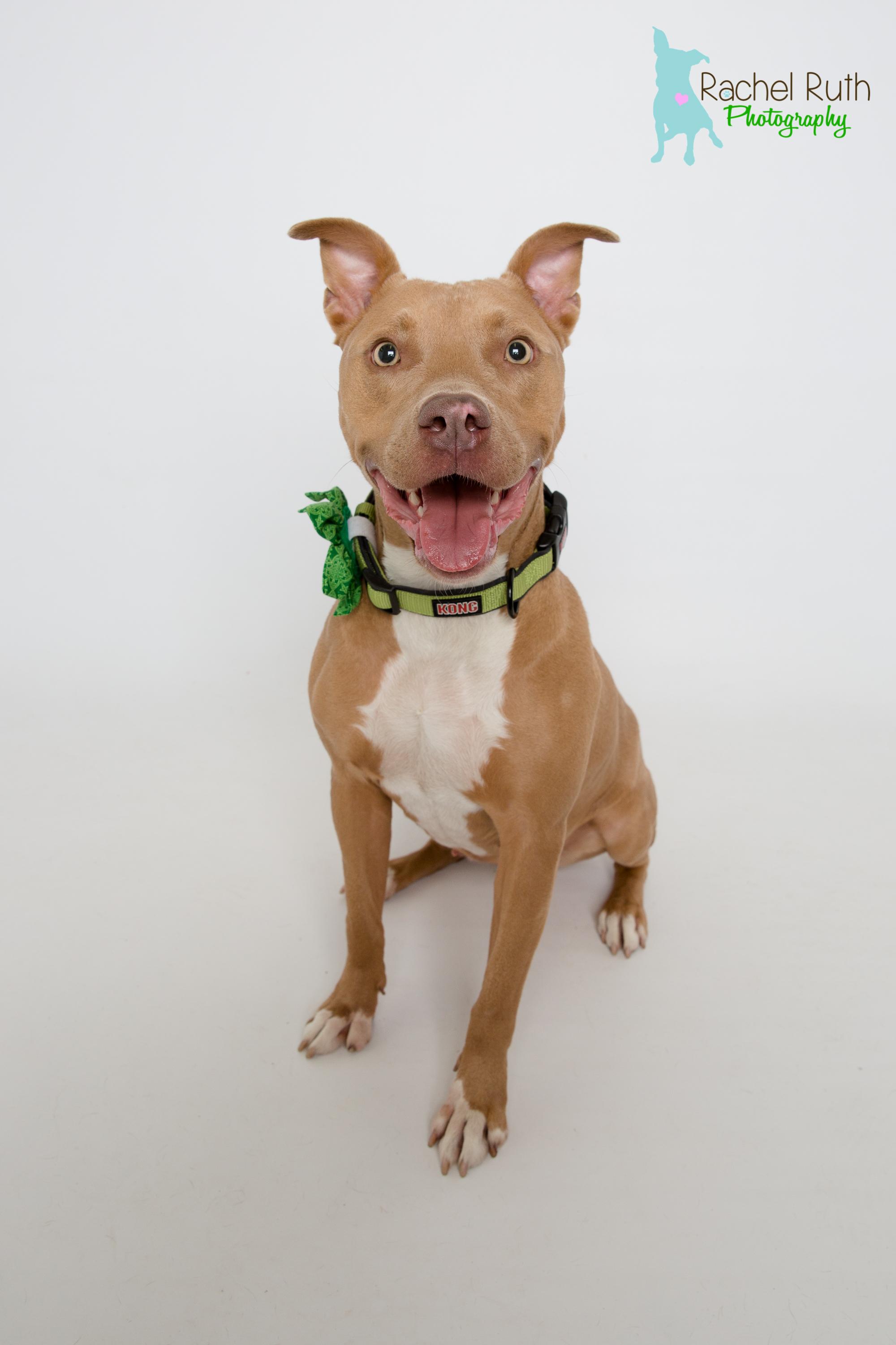 Rhonda, an adoptable Pit Bull Terrier in New Orleans, LA, 70119 | Photo Image 1
