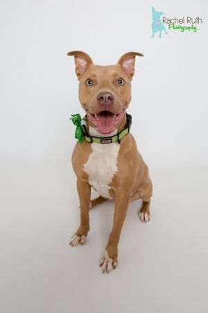 Rhonda is a loving and striking 1 year old little fawn pit bull who was saved from a horrible s