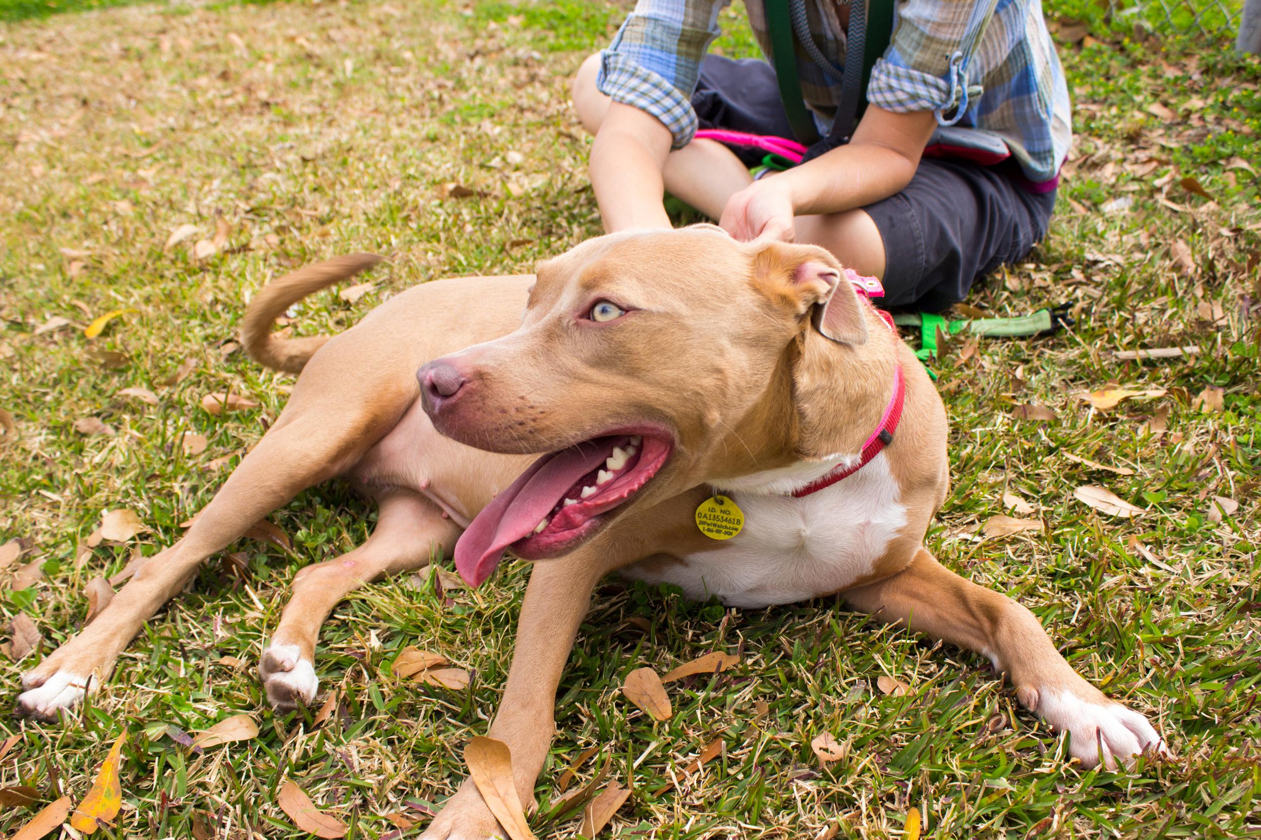 Rhonda, an adoptable Pit Bull Terrier in New Orleans, LA, 70119 | Photo Image 2