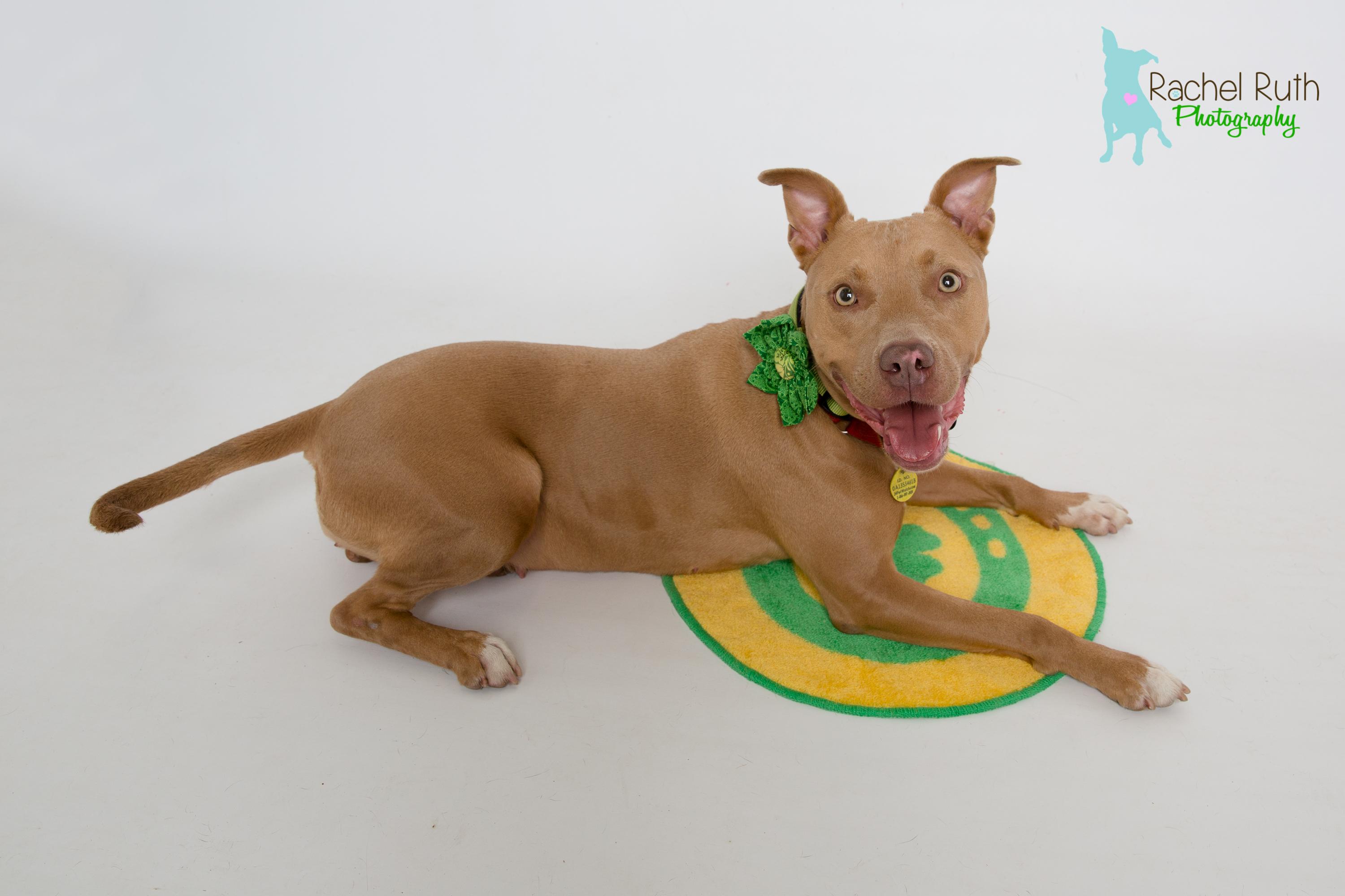 Rhonda, an adoptable Pit Bull Terrier in New Orleans, LA, 70119 | Photo Image 3