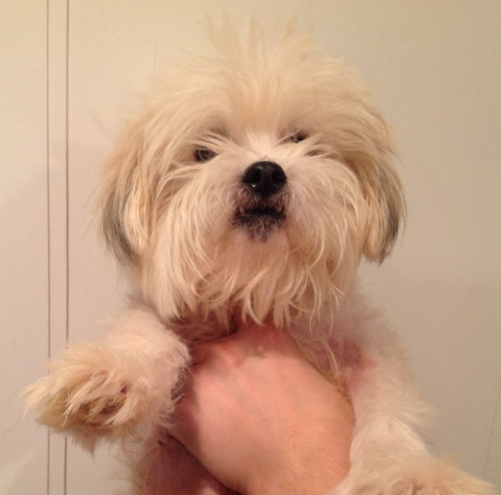 Bowie (deaf), an adopted Maltese & Shih Tzu Mix in New York, NY_image-2
