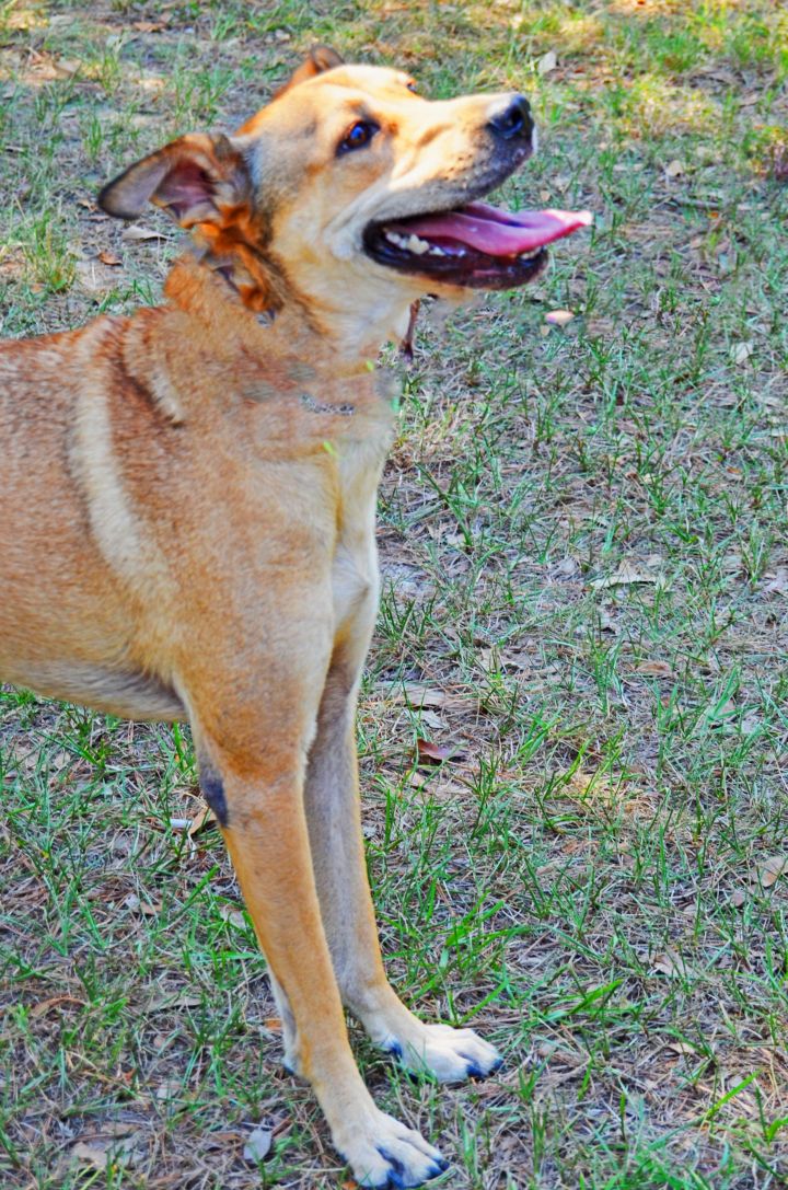 Kiki, an adopted Shepherd & Greyhound Mix in Houston, TX_image-3