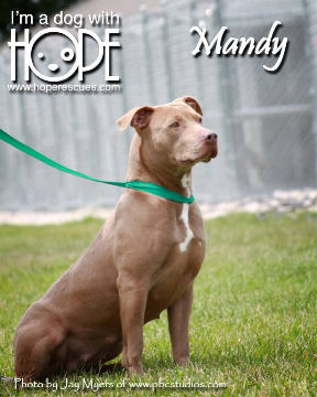 Mandy, an adoptable Pit Bull Terrier in Godfrey, IL, 62035 | Photo Image 1