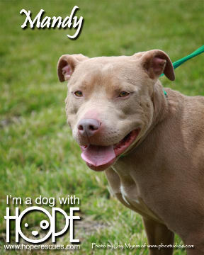 Mandy, an adoptable Pit Bull Terrier in Godfrey, IL, 62035 | Photo Image 2