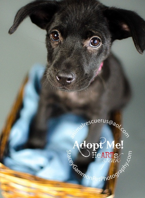 Claire, an adopted Labrador Retriever Mix in Lodi, NJ_image-3