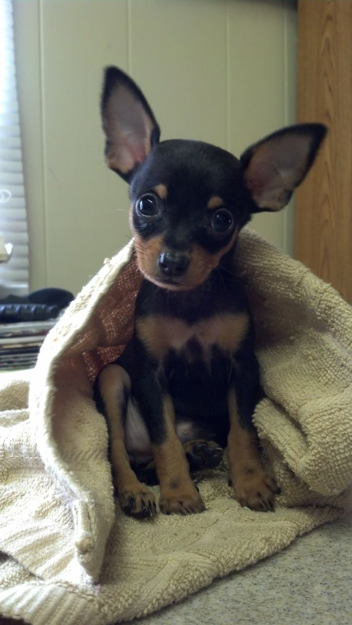 Sydney, an adopted Chihuahua & Miniature Pinscher Mix in Arlington Heights, IL_image-1