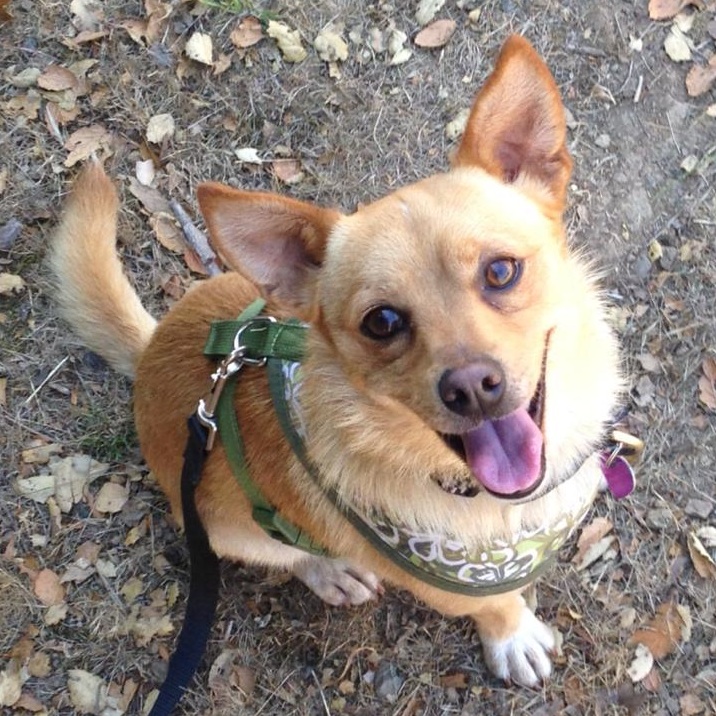 Davey, an adopted Terrier Mix in Petaluma, CA_image-1