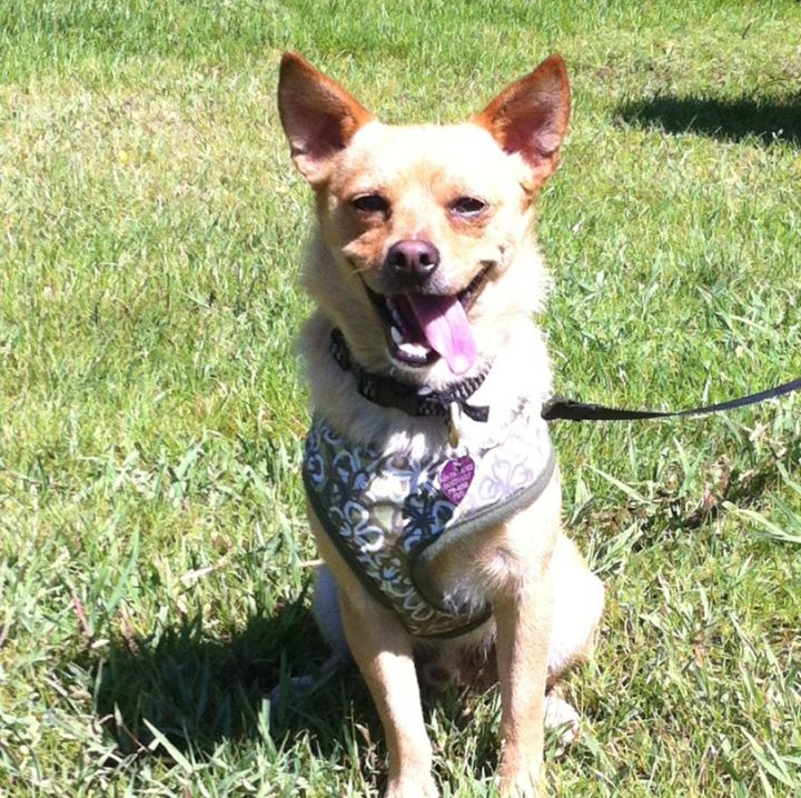 Davey, an adopted Terrier Mix in Petaluma, CA_image-2