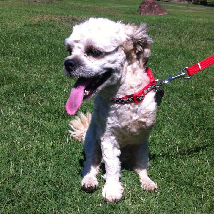 Marshall, an adopted Poodle & Maltese Mix in Petaluma, CA_image-1