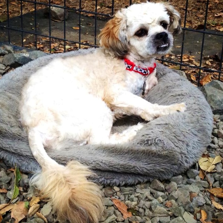 Marshall, an adopted Poodle & Maltese Mix in Petaluma, CA_image-2
