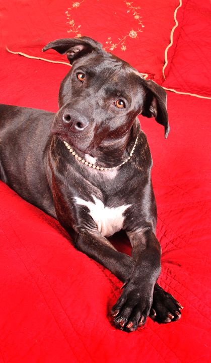 Jasmin, an adopted Labrador Retriever & Terrier Mix in Nashville, TN_image-2