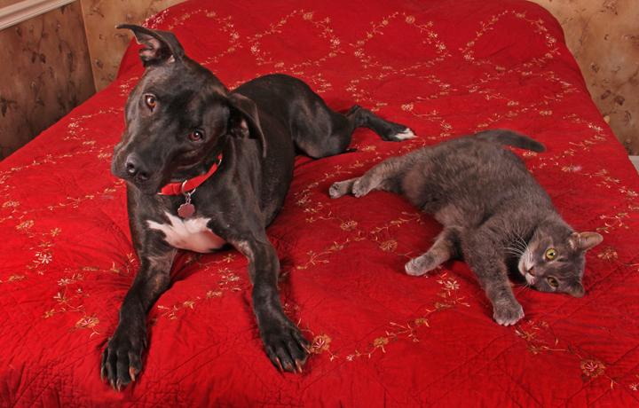 Jasmin, an adopted Labrador Retriever & Terrier Mix in Nashville, TN_image-3