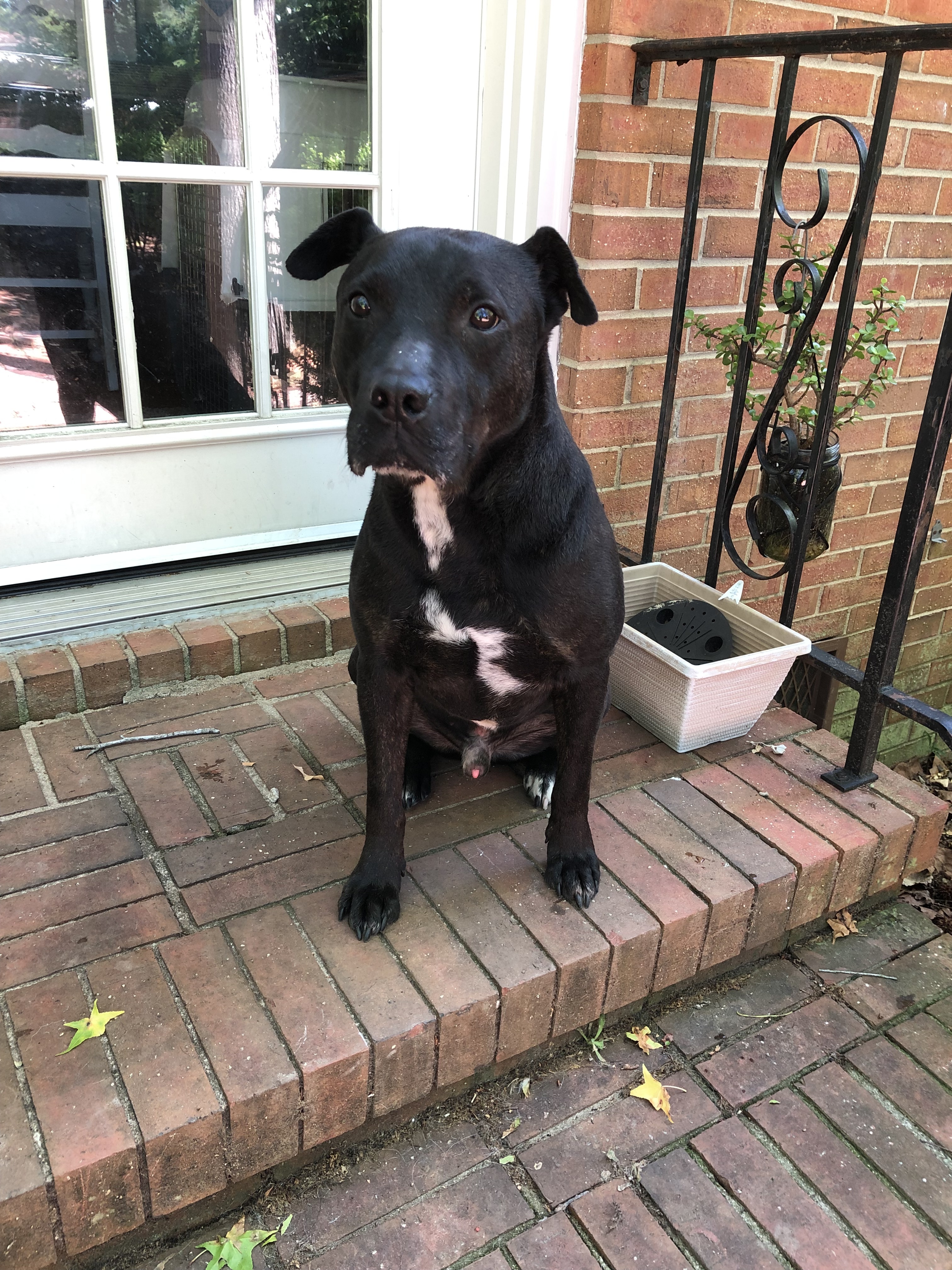 How Much Cost Usa Pitbull Mix Labrador