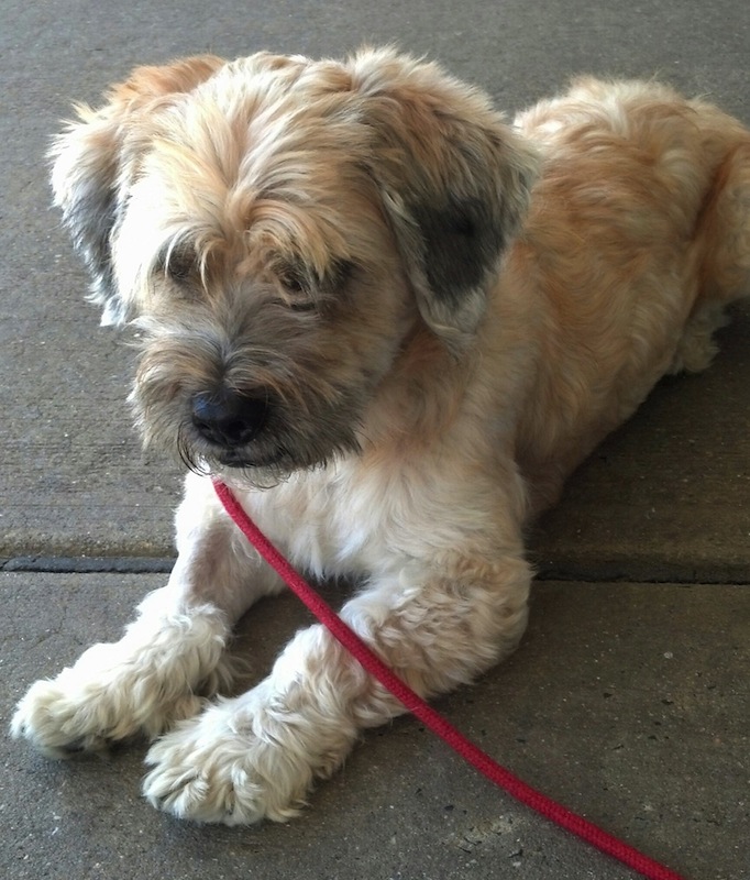Cameron, an adopted Lhasa Apso & Poodle Mix in Linden, NJ_image-1