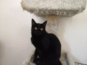 Michonne, Adult Female unknown