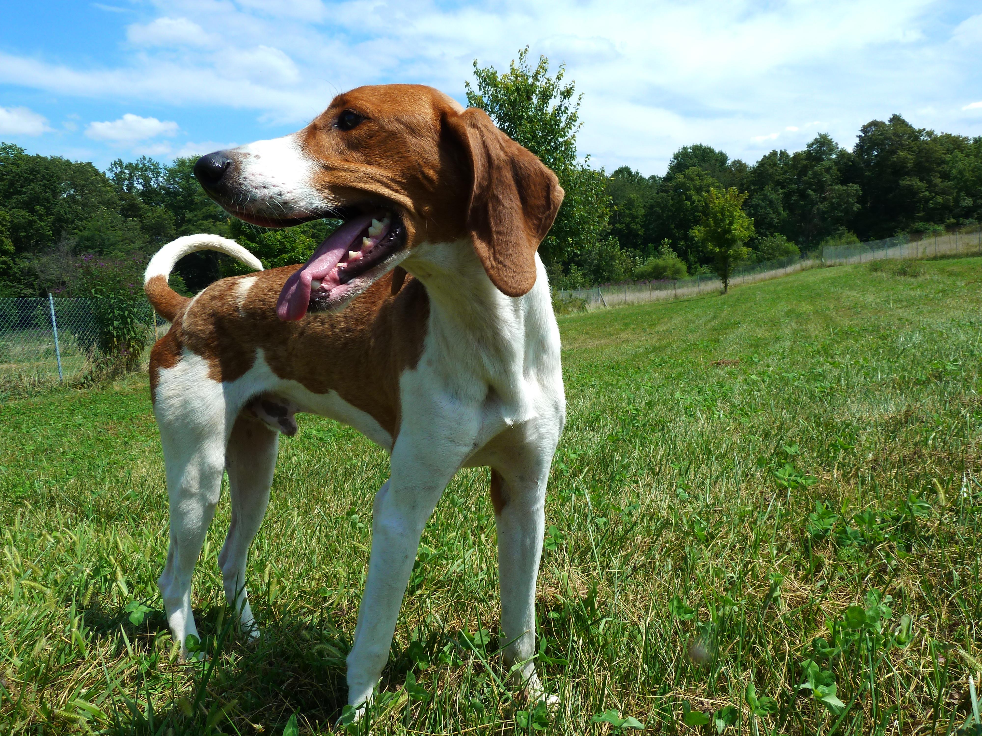 Buddy, an adoptable English Coonhound in Waynetown, IN, 47990 | Photo Image 1