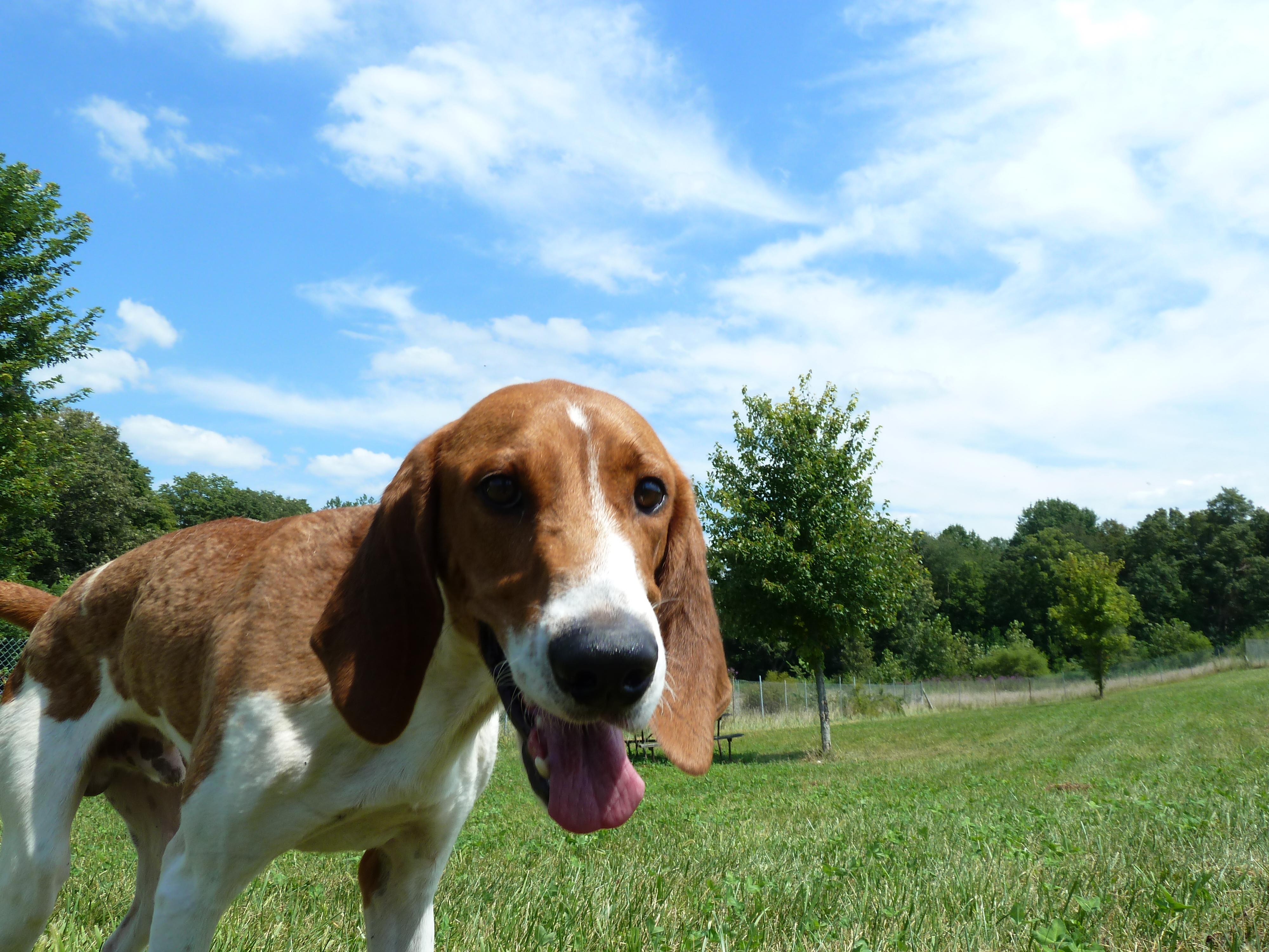 Buddy, an adoptable English Coonhound in Waynetown, IN, 47990 | Photo Image 2