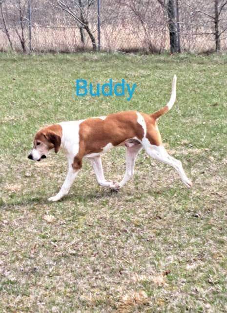 Buddy, an adoptable English Coonhound in Waynetown, IN, 47990 | Photo Image 3