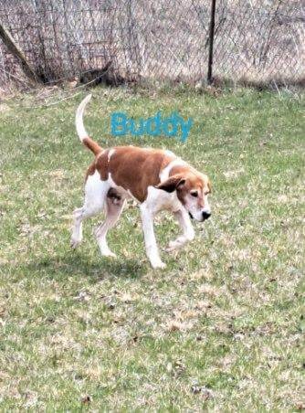 Buddy, an adoptable English Coonhound in Waynetown, IN, 47990 | Photo Image 4