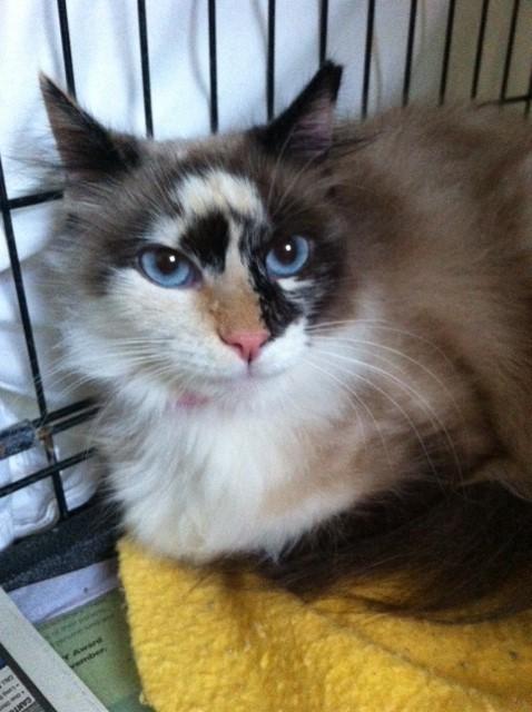 Fur, an adopted Snowshoe in Asheville, NC_image-1