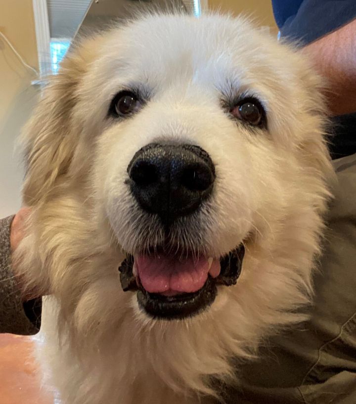 Dog For Adoption Sadie Senior Pending A Great Pyrenees In Indianapolis In Petfinder
