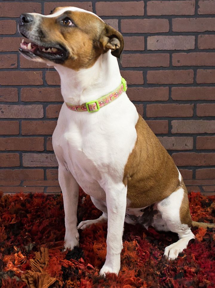 BETTS, an adopted Boxer Mix in Albuquerque, NM_image-3