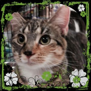 Sweet and loving and in need of a wonderful loving home to call its own Losing home due to health