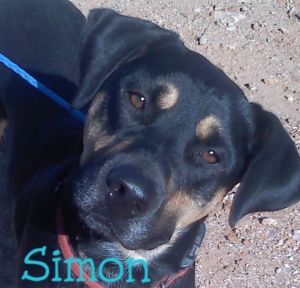 Simon