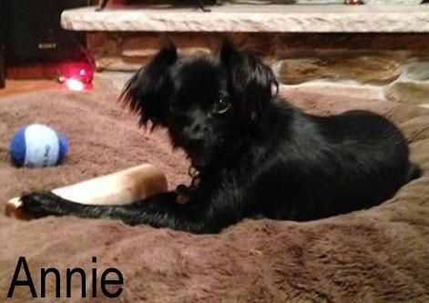 NJ - Annie, an adopted Papillon & Chihuahua Mix in Bricktown, NJ_image-2