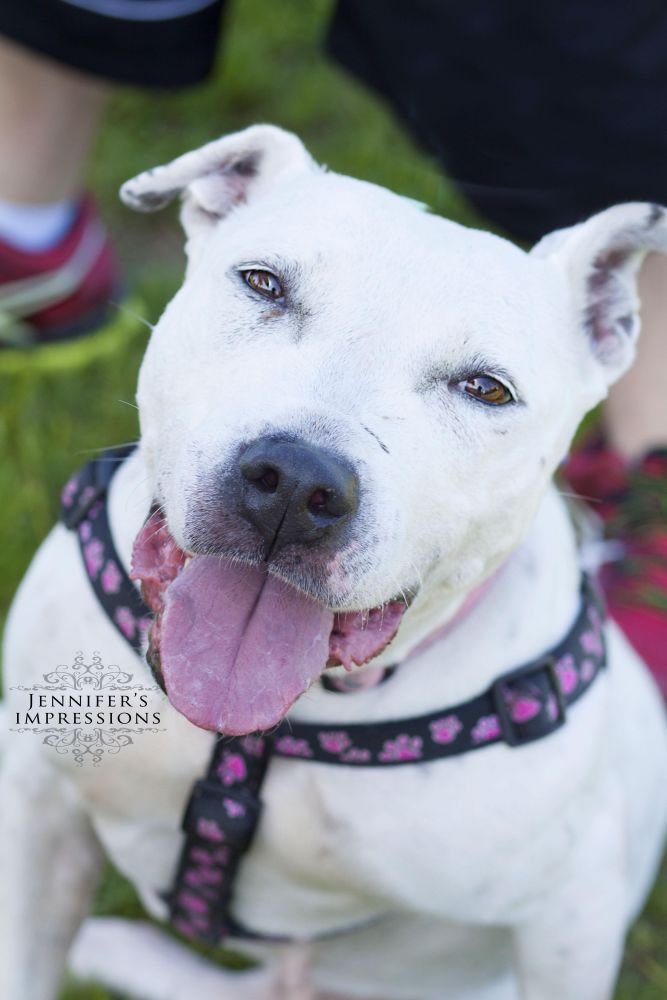 Sweet SUGAR!!  Owner surrender ONCE AGAIN! Check out her video! Senior, bred, used, then surrendered without a care..Angel eyes an smiile..you will fall in love. Beautiful dog!