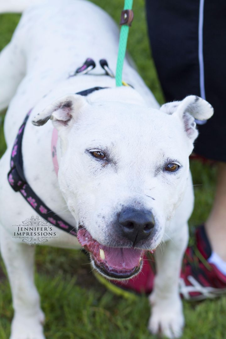 Sweet SUGAR!!  Owner surrender ONCE AGAIN! Check out her video! Senior, bred, used, then surrendered without a care..Angel eyes an smiile..you will fall in love. Beautiful dog! 2
