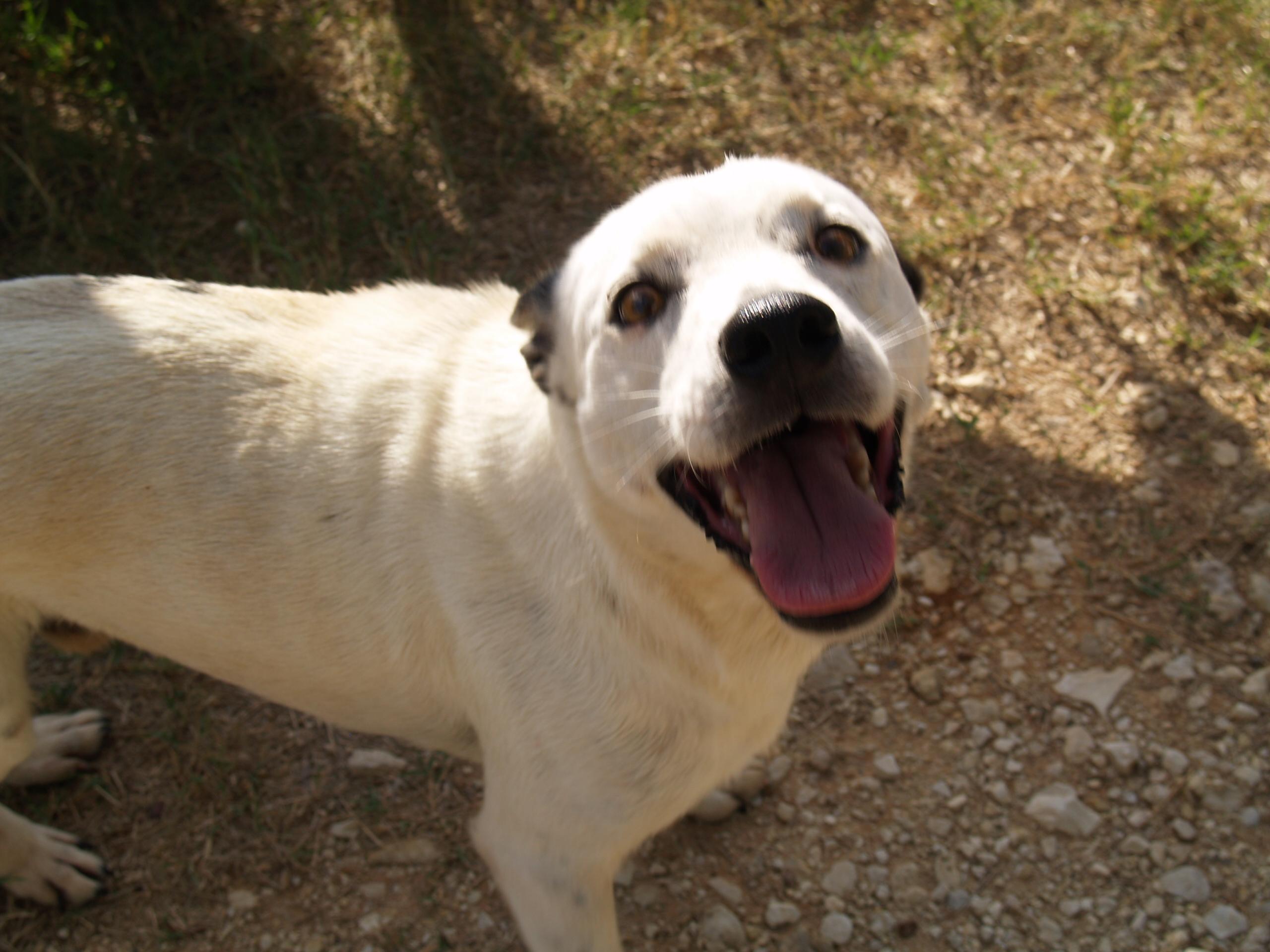 Charlie, an adoptable Terrier, Dalmatian in Bigfoot, TX, 78005 | Photo Image 2