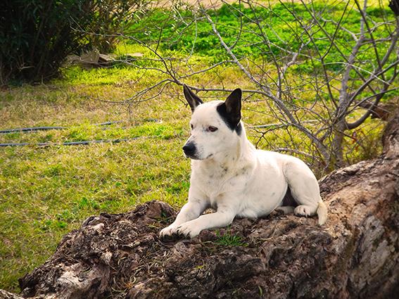Charlie, an adoptable Terrier, Dalmatian in Bigfoot, TX, 78005 | Photo Image 1