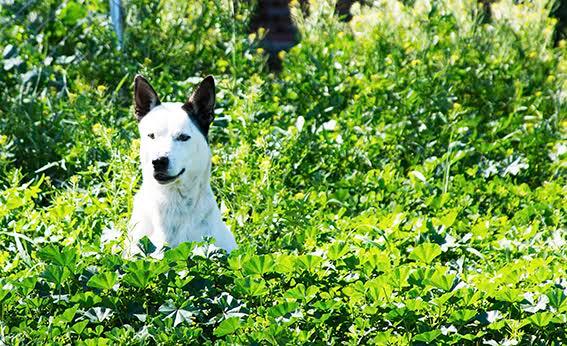 Charlie, an adoptable Terrier, Dalmatian in Bigfoot, TX, 78005 | Photo Image 3