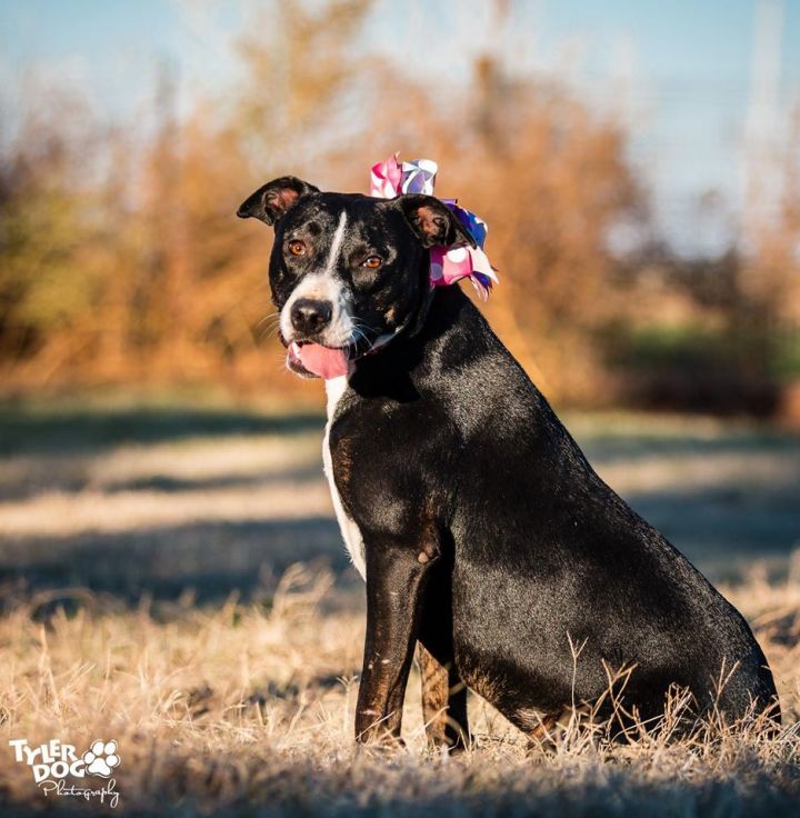 Boxer border sale collie