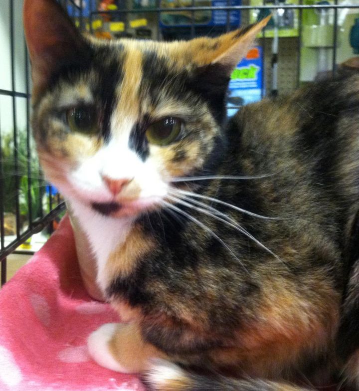 Madison, an adopted Tortoiseshell in Asheville, NC_image-2