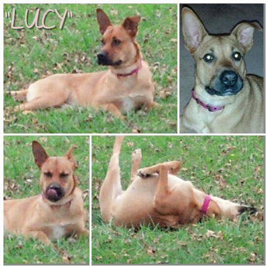 Lucy~ I was featured on Channel 2's ADOPT A PET segment! 1