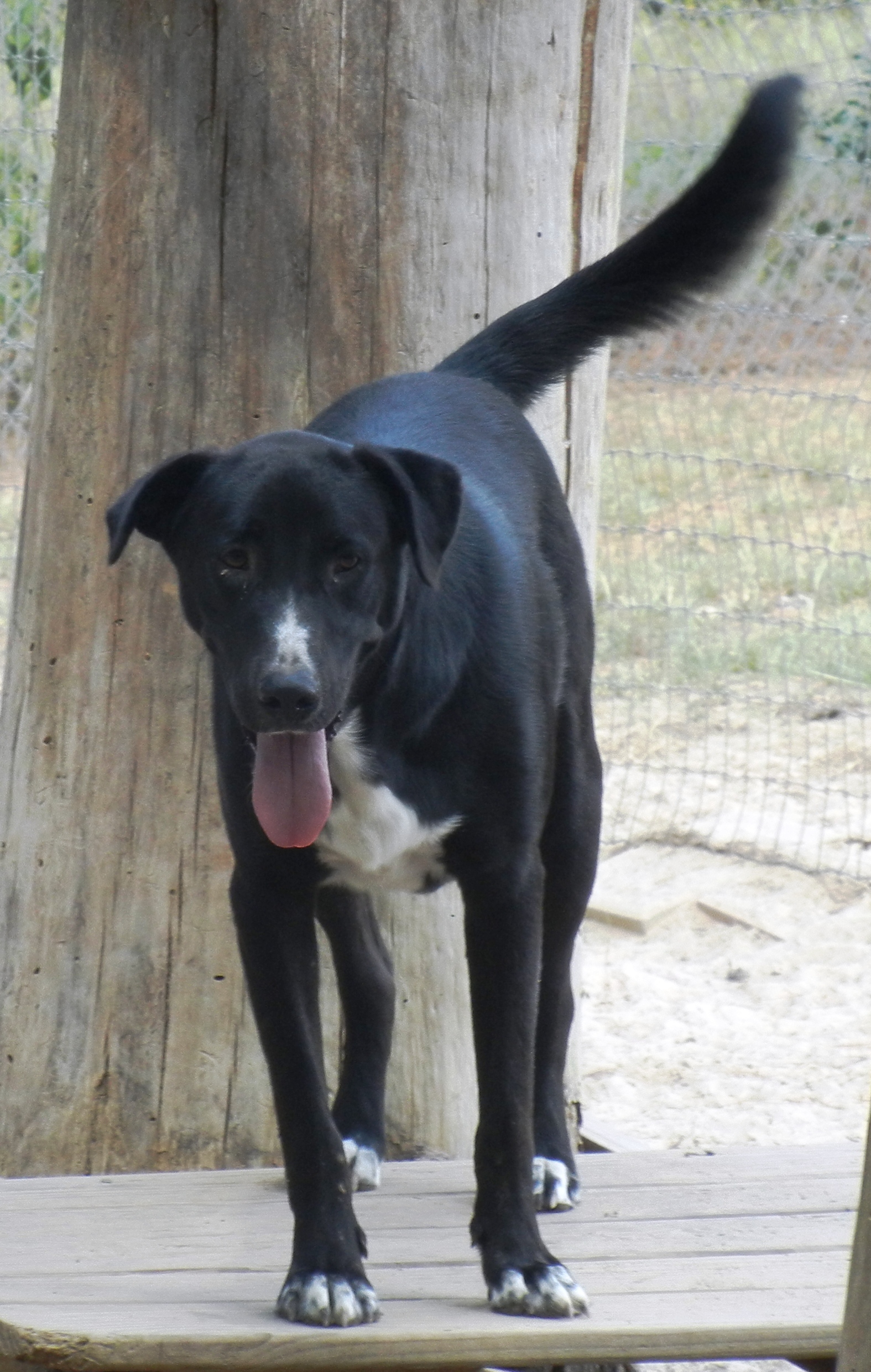Trooper, an adoptable Labrador Retriever in Mabank, TX, 75147 | Photo Image 1