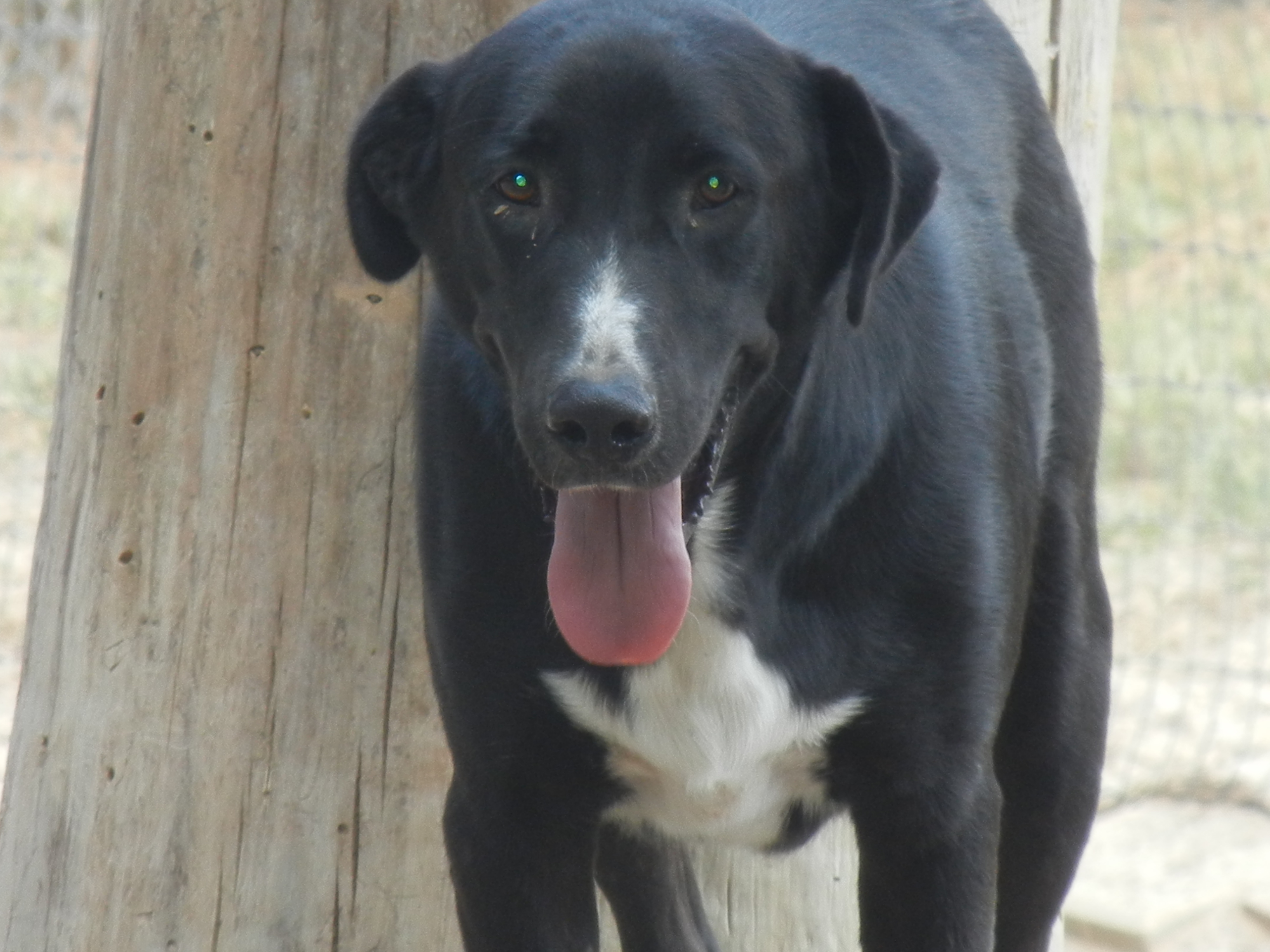 Trooper, an adoptable Labrador Retriever in Mabank, TX, 75147 | Photo Image 2