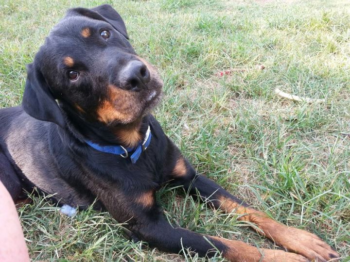 Denzel, an adopted Rottweiler in Bartlett, TN_image-2