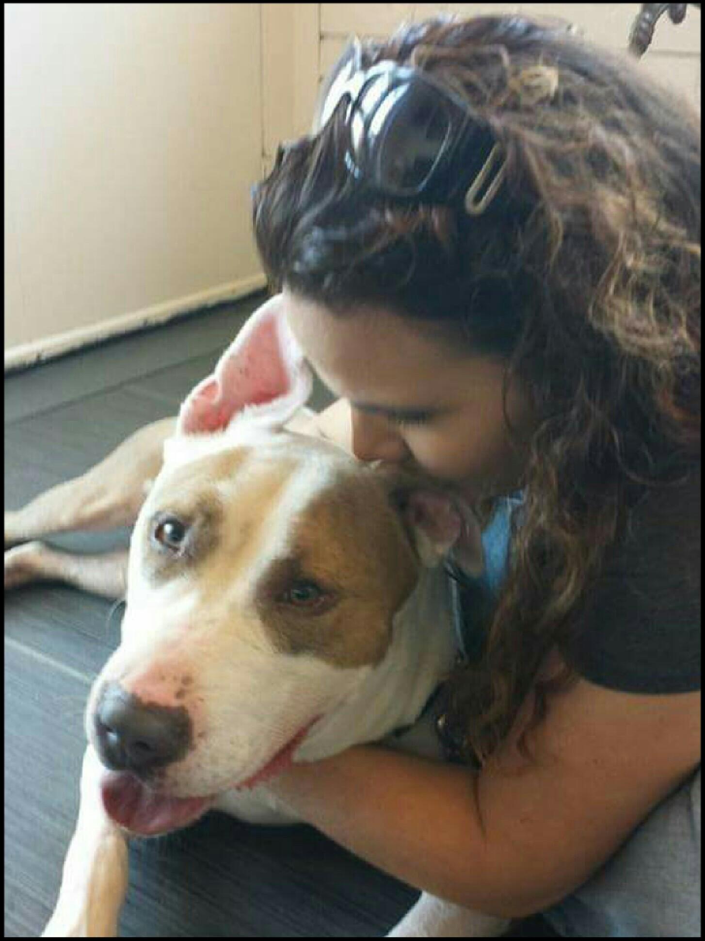 Luke, an adoptable Bull Terrier, Great Dane in Bayside, NY, 11364 | Photo Image 2