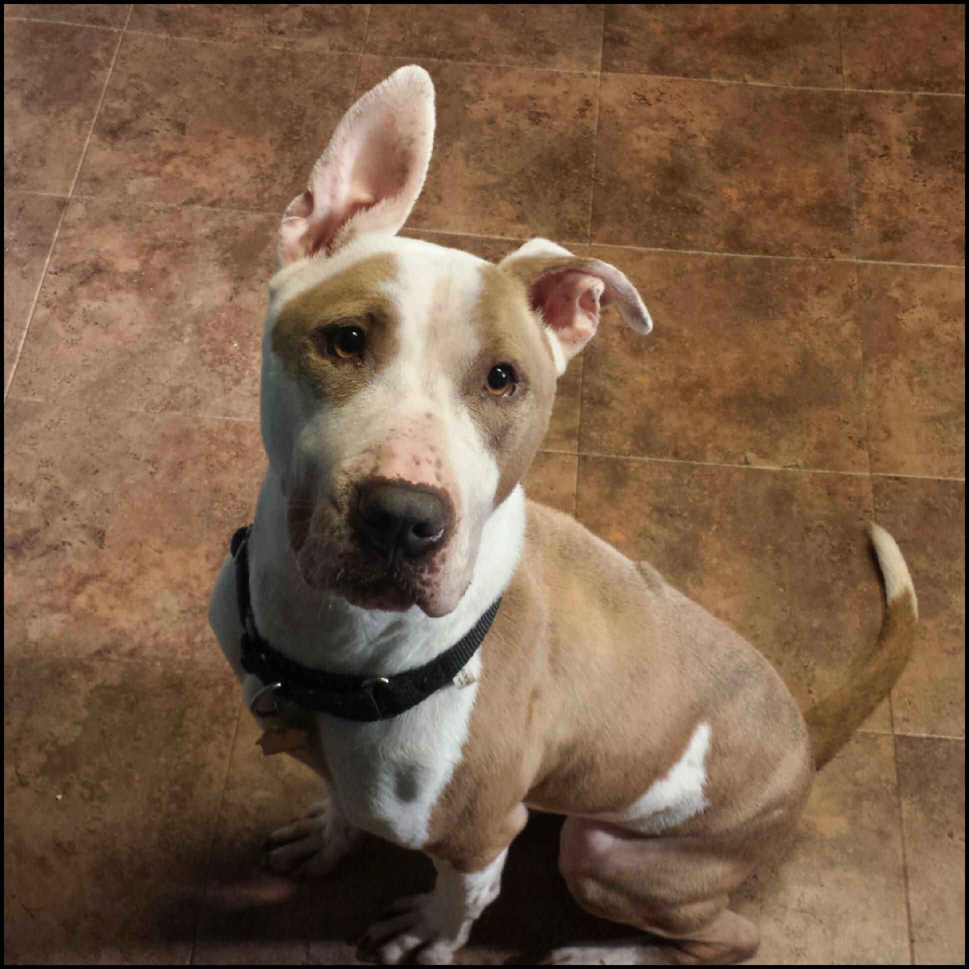 Luke, an adoptable Bull Terrier, Great Dane in Bayside, NY, 11364 | Photo Image 1