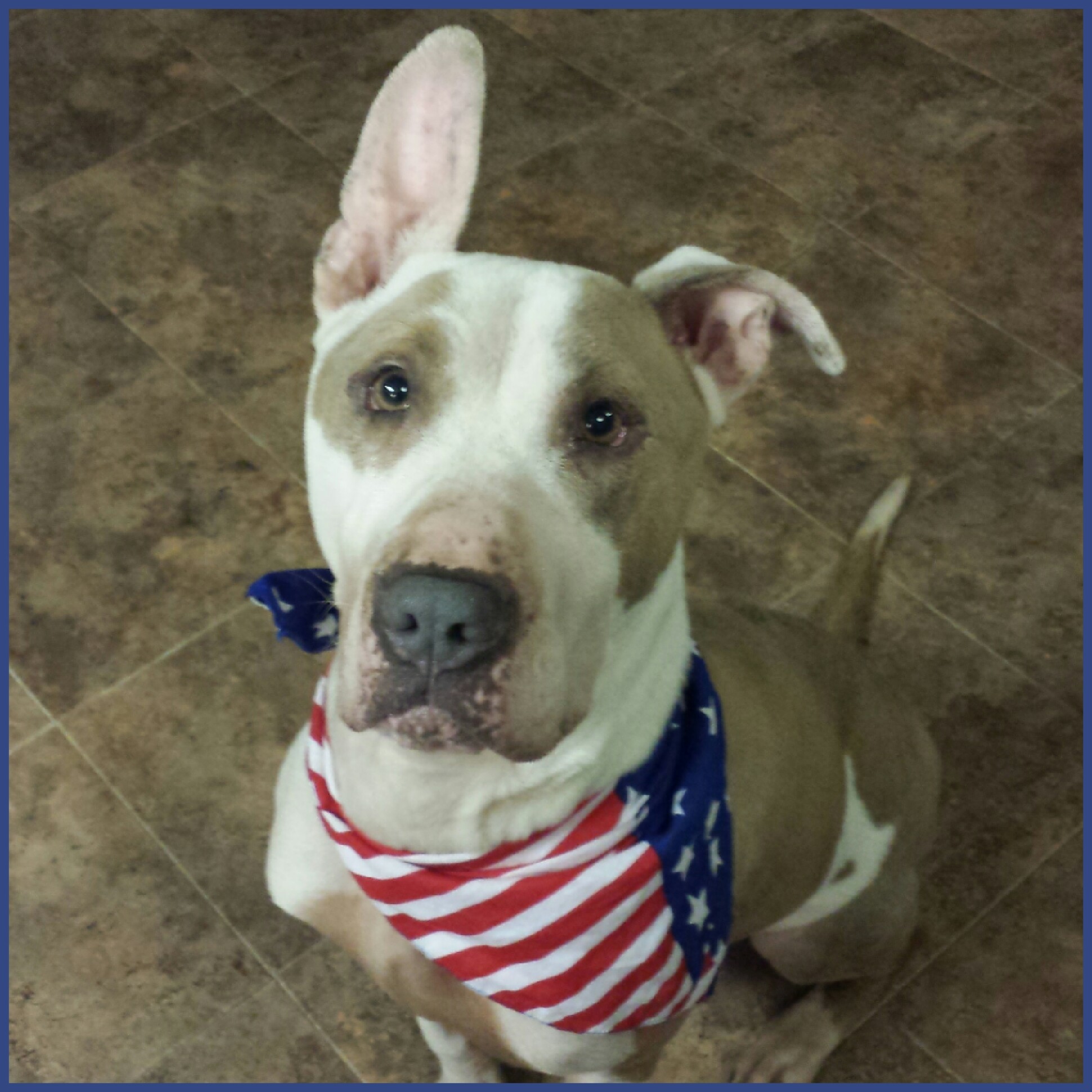 Luke, an adoptable Bull Terrier, Great Dane in Bayside, NY, 11364 | Photo Image 4